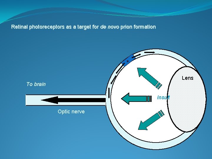 Retinal photoreceptors as a target for de novo prion formation * Lens To brain