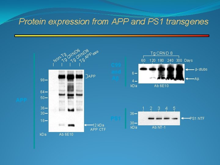 Protein expression from APP and PS 1 transgenes D 6 ND 8 6209 N