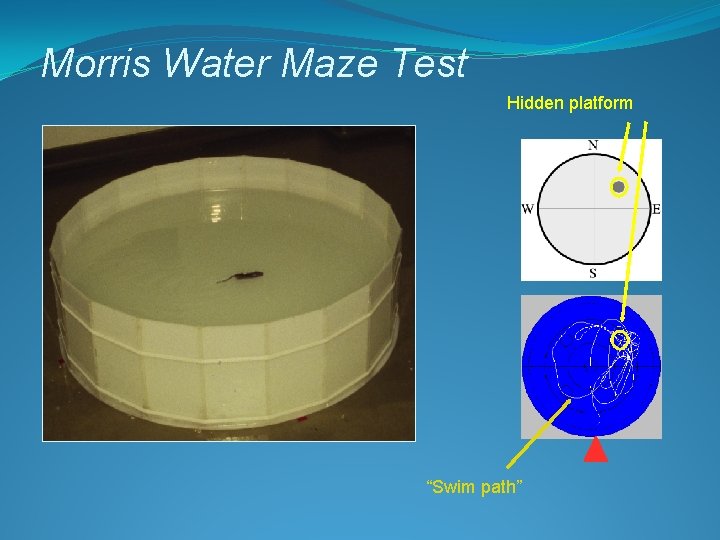 Morris Water Maze Test Hidden platform “Swim path” 