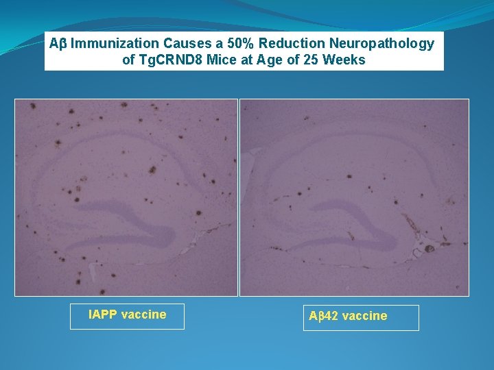 Ab Immunization Causes 50% Reduction Neuropathology What effect on ADa neuropathology? of Tg. CRND