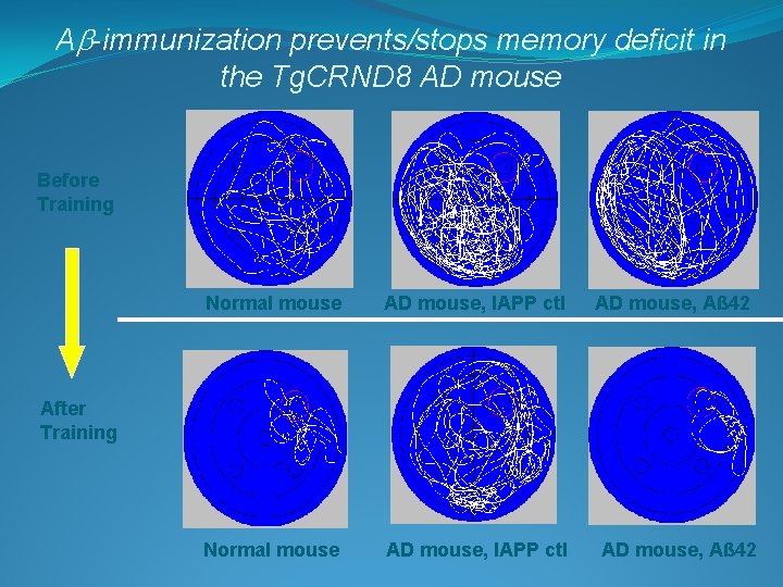 Ab-immunization prevents/stops memory deficit in the Tg. CRND 8 AD mouse Before Training Normal