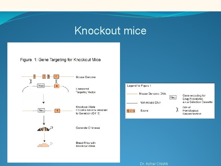 . Figure 1: Gene targeting for knockout mice Knockout mice Dr. Azhar Chishti 