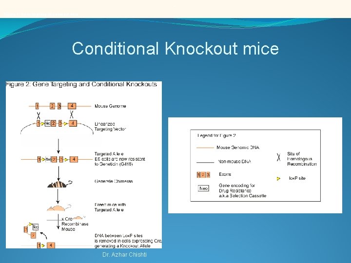 . Figure 1: Gene targeting for knockout mice Conditional Knockout mice Dr. Azhar Chishti