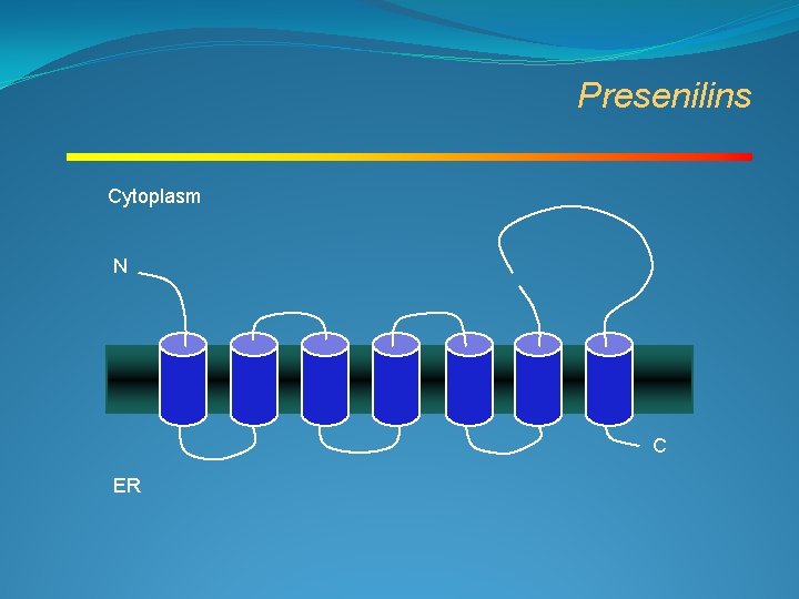 Presenilins Cytoplasm N C ER 