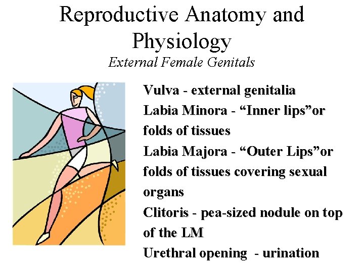 Reproductive Anatomy and Physiology External Female Genitals Vulva - external genitalia Labia Minora - Reproductive Anatomy and Physiology External Female Genitals Vulva - external genitalia Labia Minora -