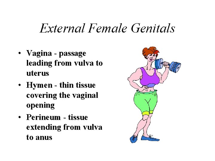External Female Genitals • Vagina - passage leading from vulva to uterus • Hymen External Female Genitals • Vagina - passage leading from vulva to uterus • Hymen