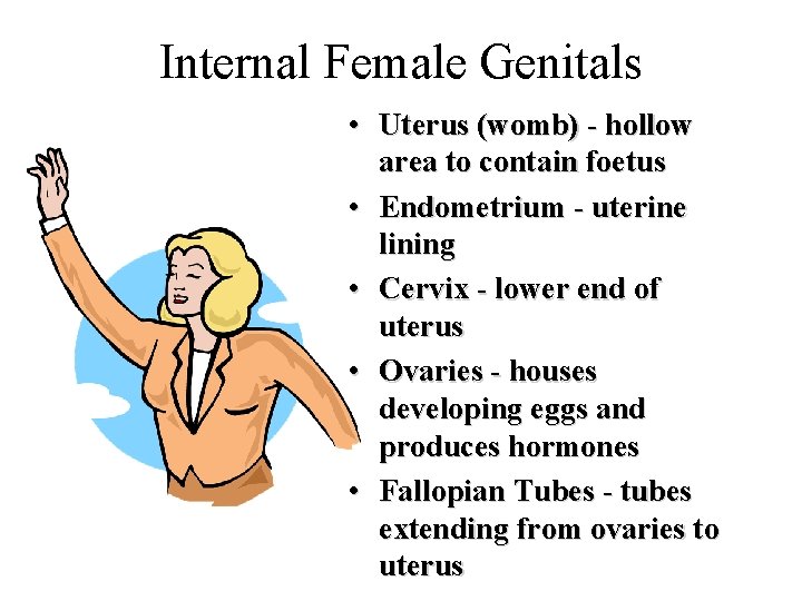 Internal Female Genitals • Uterus (womb) - hollow area to contain foetus • Endometrium Internal Female Genitals • Uterus (womb) - hollow area to contain foetus • Endometrium