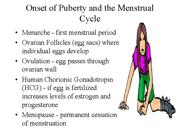 Onset of Puberty and the Menstrual Cycle • Menarche - first menstrual period • Onset of Puberty and the Menstrual Cycle • Menarche - first menstrual period •