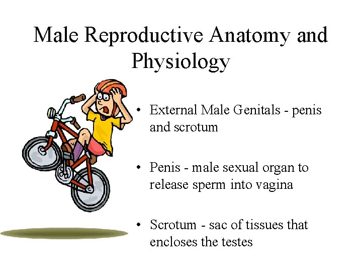 Male Reproductive Anatomy and Physiology • External Male Genitals - penis and scrotum • Male Reproductive Anatomy and Physiology • External Male Genitals - penis and scrotum •