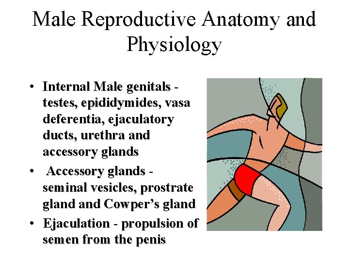 Male Reproductive Anatomy and Physiology • Internal Male genitals testes, epididymides, vasa deferentia, ejaculatory Male Reproductive Anatomy and Physiology • Internal Male genitals testes, epididymides, vasa deferentia, ejaculatory