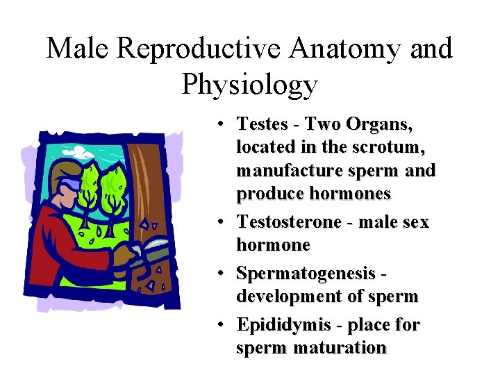 Male Reproductive Anatomy and Physiology • Testes - Two Organs, located in the scrotum, Male Reproductive Anatomy and Physiology • Testes - Two Organs, located in the scrotum,