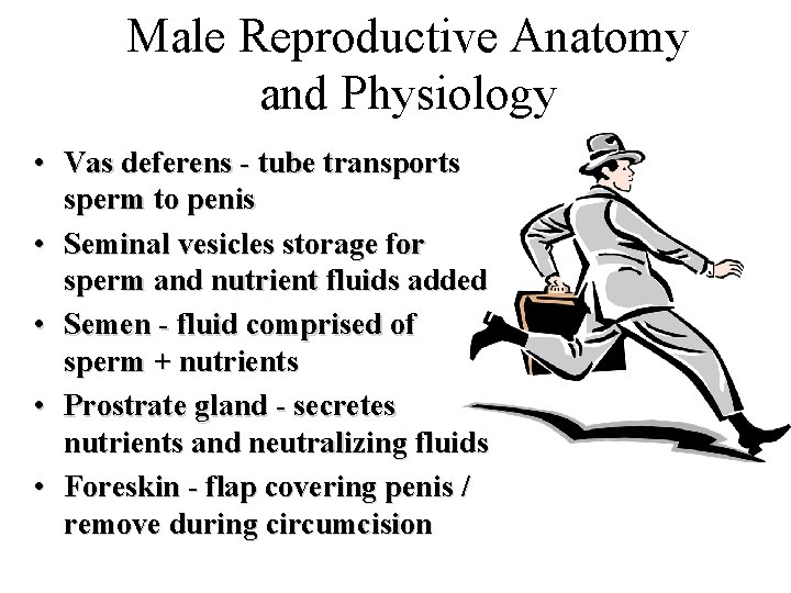Male Reproductive Anatomy and Physiology • Vas deferens - tube transports sperm to penis Male Reproductive Anatomy and Physiology • Vas deferens - tube transports sperm to penis