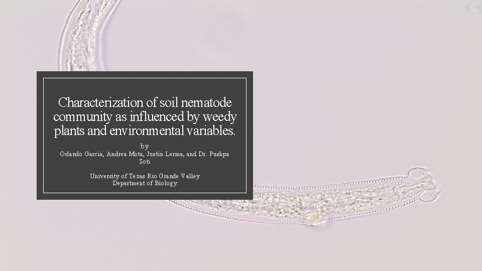 Characterization of soil nematode community as influenced by weedy plants and environmental variables. by
