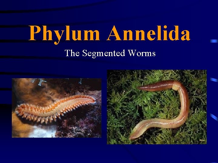 Phylum Annelida The Segmented Worms 