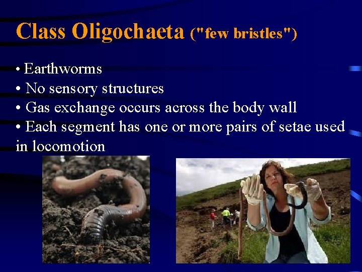 Class Oligochaeta ("few bristles") • Earthworms • No sensory structures • Gas exchange occurs