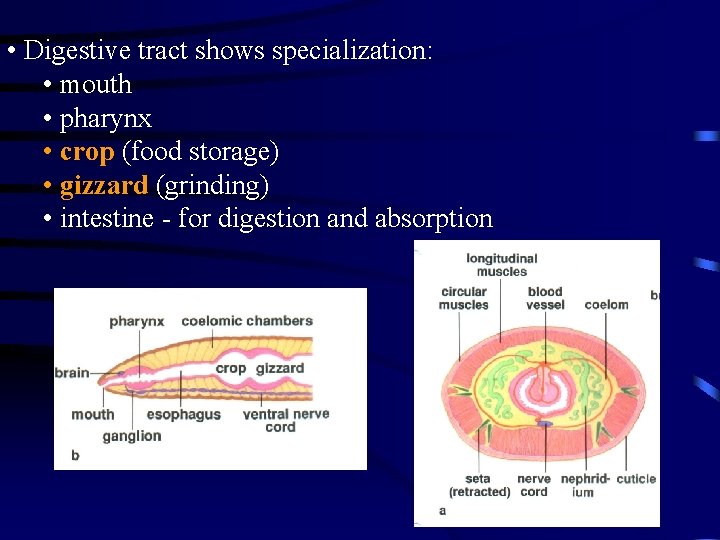  • Digestive tract shows specialization: • mouth • pharynx • crop (food storage)