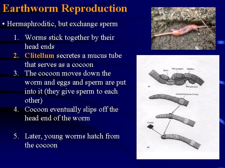 Earthworm Reproduction • Hermaphroditic, but exchange sperm 1. Worms stick together by their head