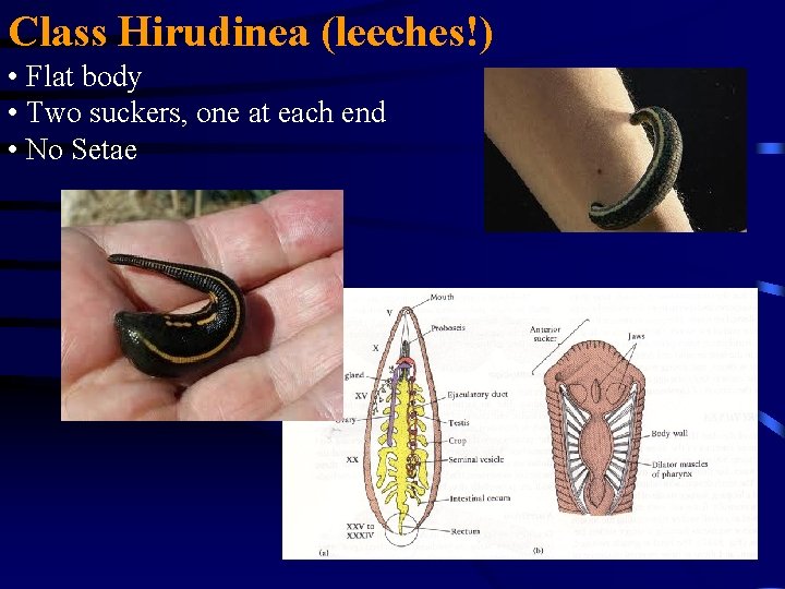 Class Hirudinea (leeches!) • Flat body • Two suckers, one at each end •