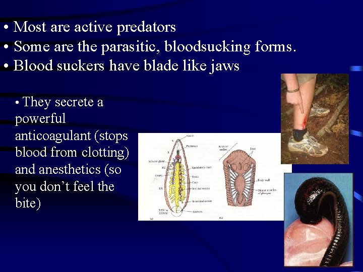  • Most are active predators • Some are the parasitic, bloodsucking forms. •