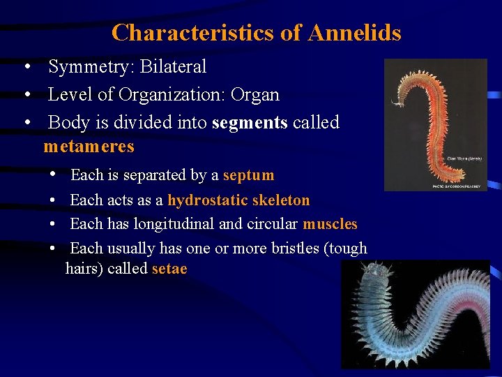 Characteristics of Annelids • Symmetry: Bilateral • Level of Organization: Organ • Body is
