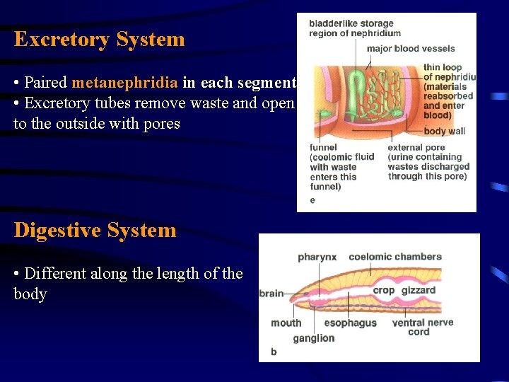 Excretory System • Paired metanephridia in each segment • Excretory tubes remove waste and