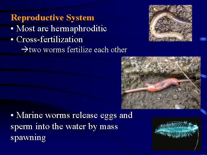 Reproductive System • Most are hermaphroditic • Cross-fertilization àtwo worms fertilize each other •