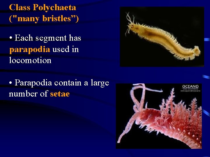 Class Polychaeta ("many bristles”) • Each segment has parapodia used in locomotion • Parapodia
