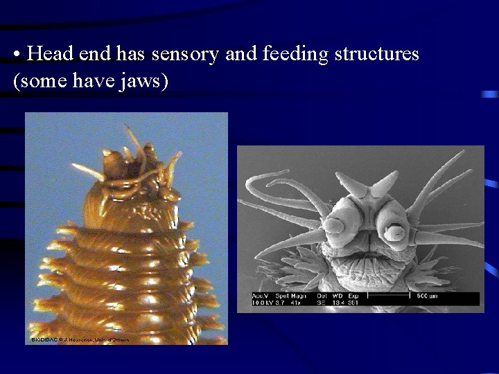  • Head end has sensory and feeding structures (some have jaws) 