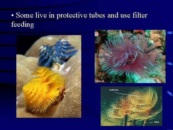  • Some live in protective tubes and use filter feeding 