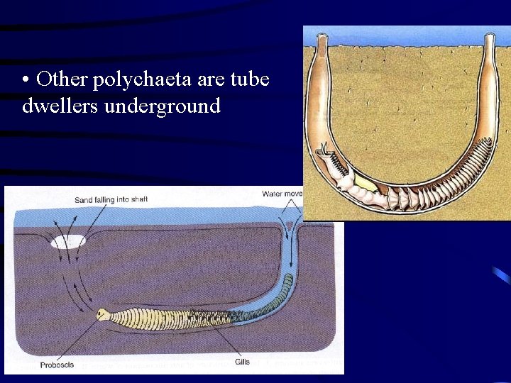  • Other polychaeta are tube dwellers underground 