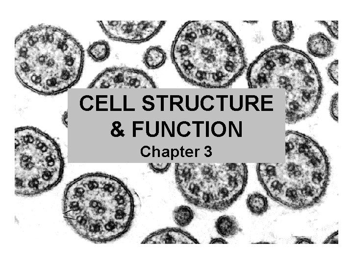 CELL STRUCTURE & FUNCTION Chapter 3 