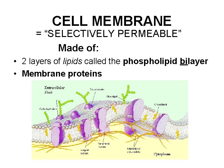 CELL MEMBRANE = “SELECTIVELY PERMEABLE” Made of: • 2 layers of lipids called the