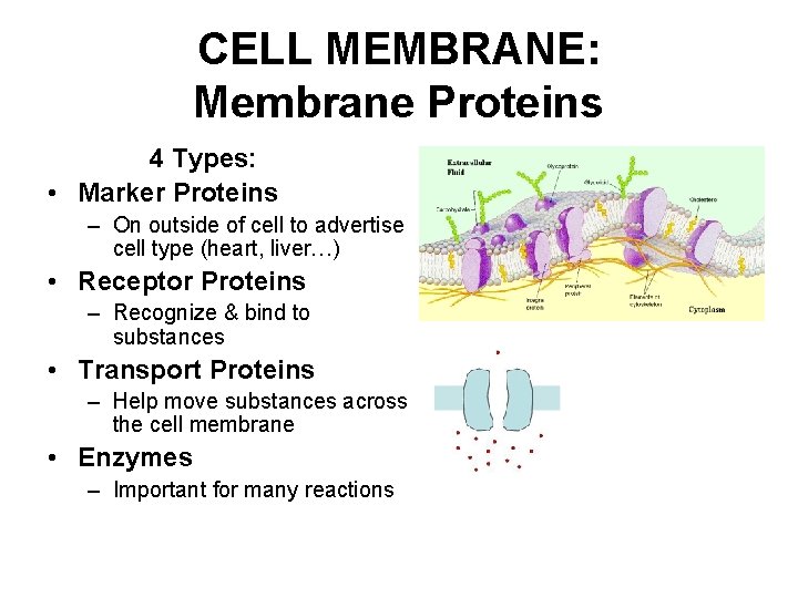 CELL MEMBRANE: Membrane Proteins 4 Types: • Marker Proteins – On outside of cell