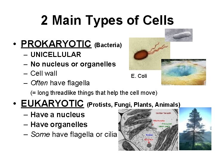 2 Main Types of Cells • PROKARYOTIC (Bacteria) – – UNICELLULAR No nucleus or