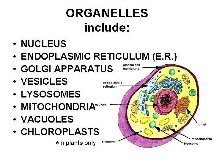 ORGANELLES include: • • NUCLEUS ENDOPLASMIC RETICULUM (E. R. ) GOLGI APPARATUS VESICLES LYSOSOMES