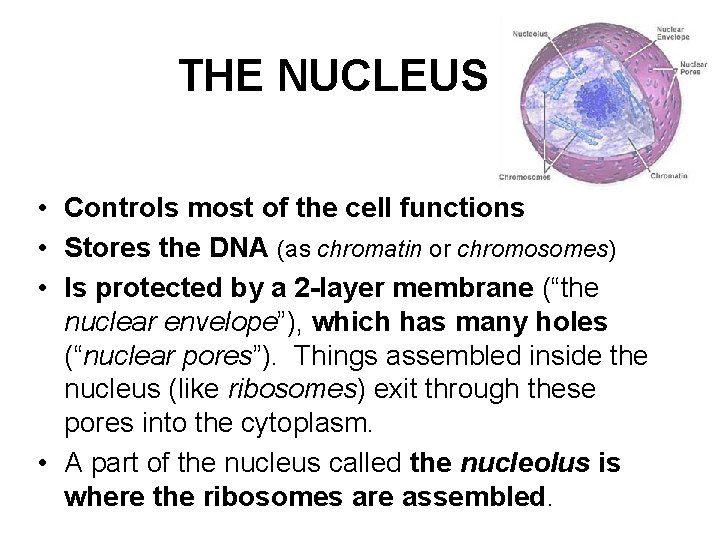 THE NUCLEUS • Controls most of the cell functions • Stores the DNA (as