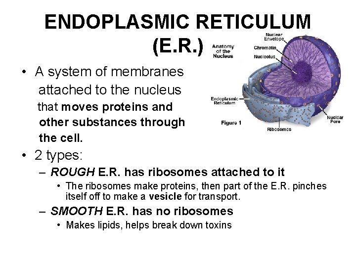 ENDOPLASMIC RETICULUM (E. R. ) • A system of membranes attached to the nucleus