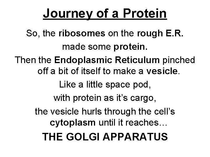 Journey of a Protein So, the ribosomes on the rough E. R. made some