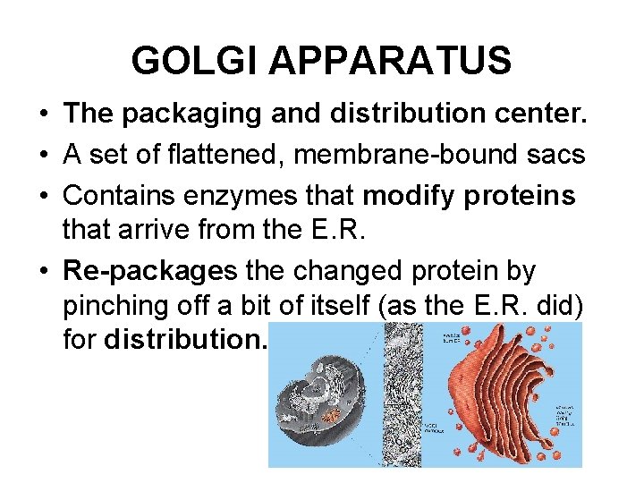 GOLGI APPARATUS • The packaging and distribution center. • A set of flattened, membrane-bound