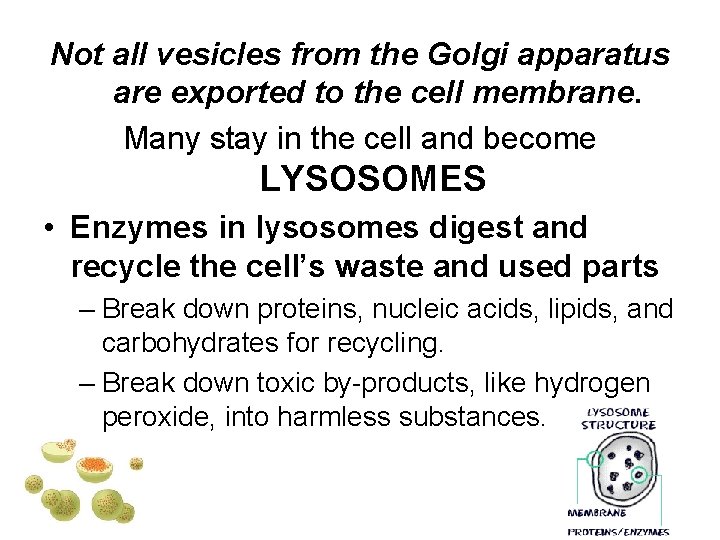 Not all vesicles from the Golgi apparatus are exported to the cell membrane. Many