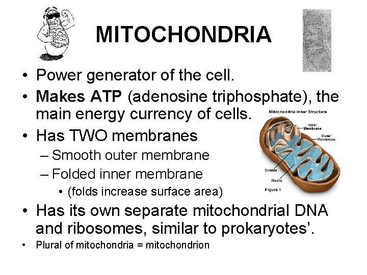 MITOCHONDRIA • Power generator of the cell. • Makes ATP (adenosine triphosphate), the main