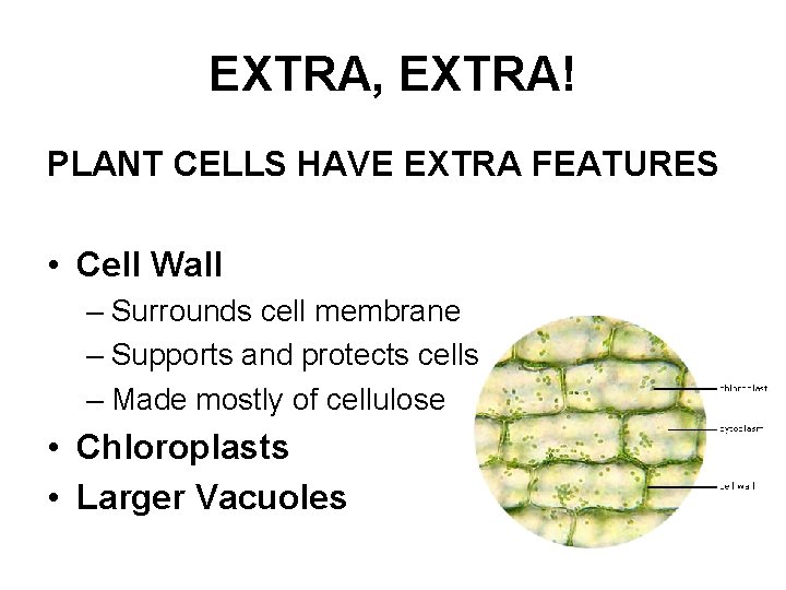 EXTRA, EXTRA! PLANT CELLS HAVE EXTRA FEATURES • Cell Wall – Surrounds cell membrane