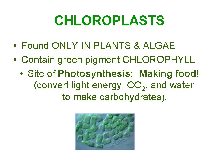 CHLOROPLASTS • Found ONLY IN PLANTS & ALGAE • Contain green pigment CHLOROPHYLL •