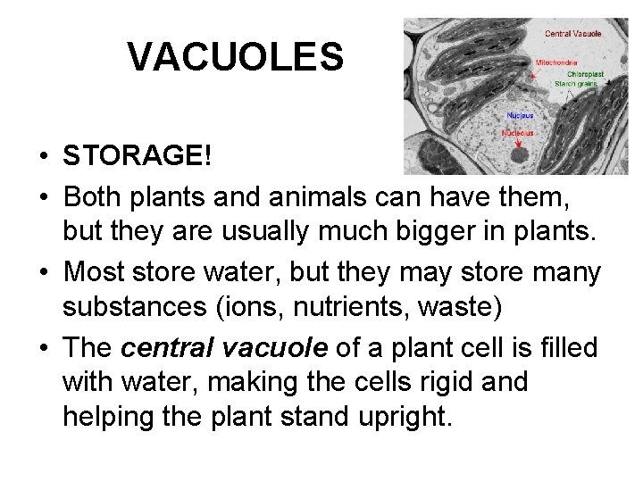 VACUOLES • STORAGE! • Both plants and animals can have them, but they are