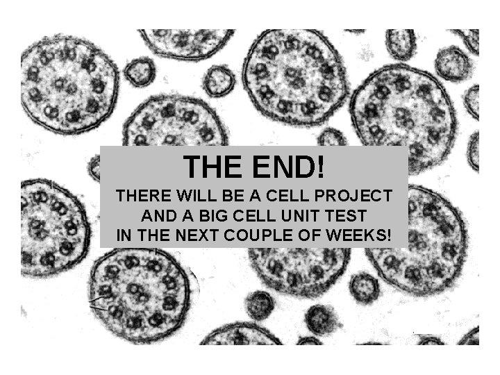 THE END! THERE WILL BE A CELL PROJECT AND A BIG CELL UNIT TEST