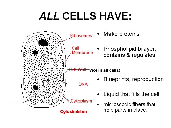 ALL CELLS HAVE: • Make proteins • Phospholipid bilayer, contains & regulates ===== Not