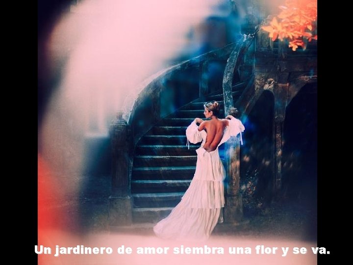 Un jardinero de amor siembra una flor y se va. 