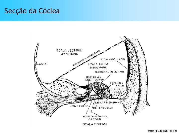 Secção da Cóclea EPUSP - Guido Stolfi 11 / 67 