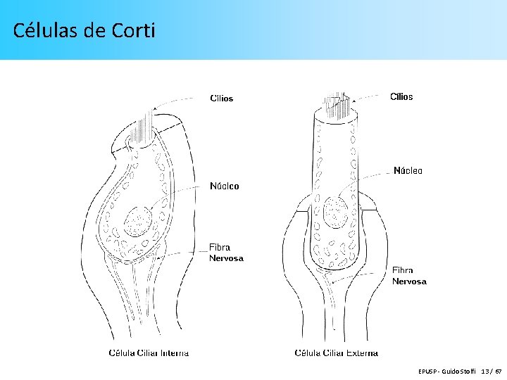 Células de Corti EPUSP - Guido Stolfi 13 / 67 