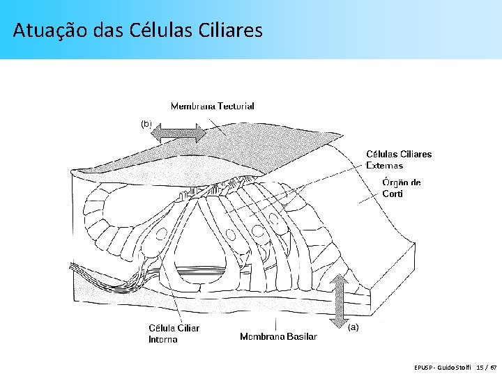 Atuação das Células Ciliares EPUSP - Guido Stolfi 15 / 67 